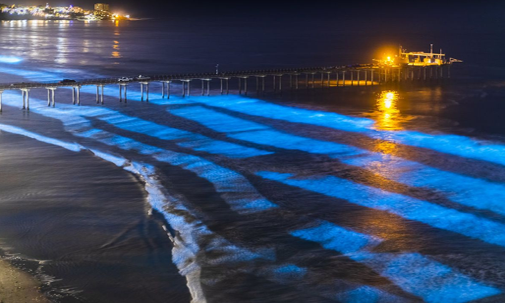 Bioluminesensi: Cahaya Ajaib dari Dunia Makhluk Hidup