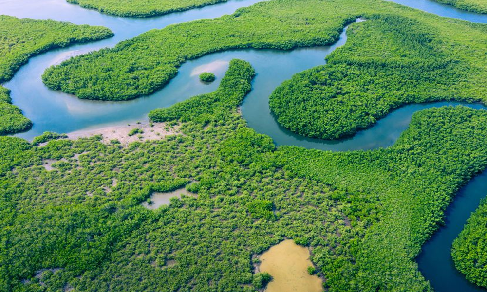 Hutan Hujan Amazon: Paru-paru Dunia dengan Sejarah Panjang